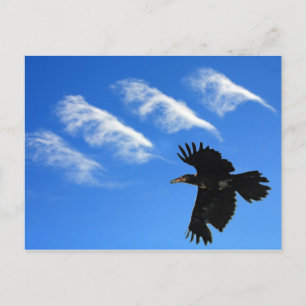 Four Feathers Postcard