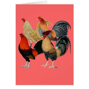 Four Gamecocks