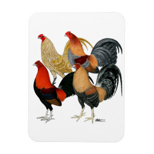 Four Gamecocks Magnet