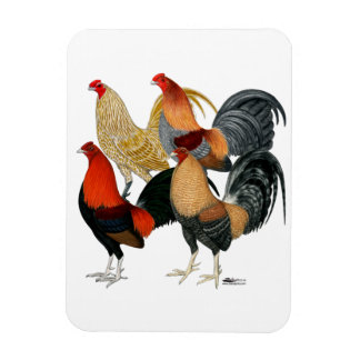 Four Gamecocks Magnet