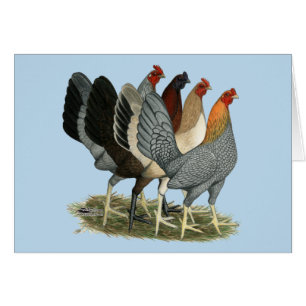 Four Gamefowl Hens