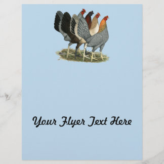 Four Gamefowl Hens Flyer