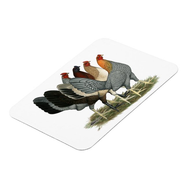 Four Gamefowl Hens Magnet (Left Side)