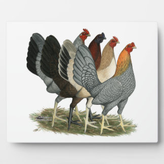 Four Gamefowl Hens Plaque