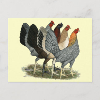 Four Gamefowl Hens Postcard