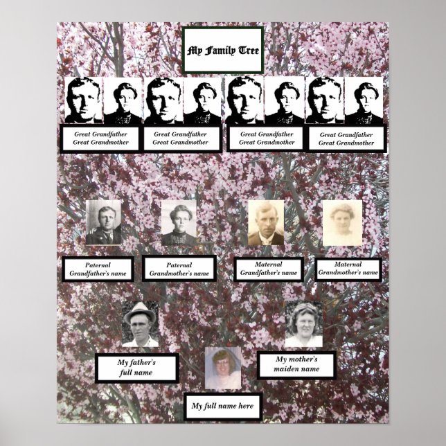 Four Generation Pink Blossom Family Tree Poster (Front)