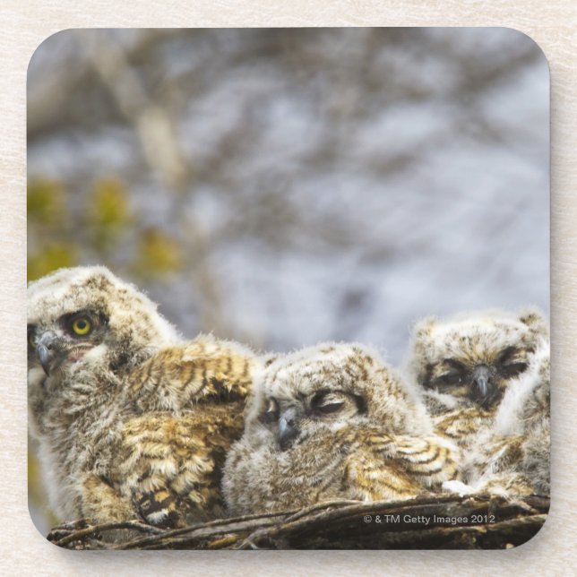 Four Great Horned Owl (Bubo Virginianus) Chicks Coaster (Front)