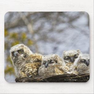 Four Great Horned Owl (Bubo Virginianus) Chicks Mouse Pad
