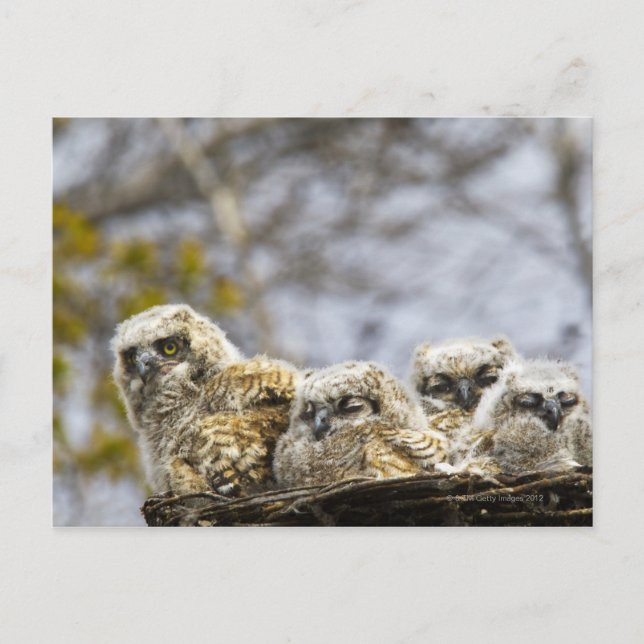 Four Great Horned Owl (Bubo Virginianus) Chicks Postcard (Front)