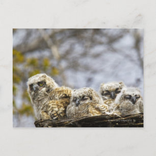 Four Great Horned Owl (Bubo Virginianus) Chicks Postcard