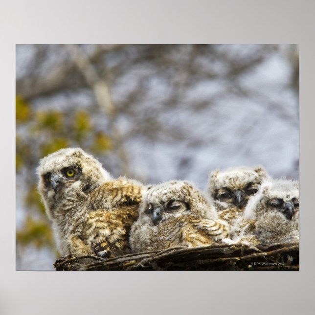 Four Great Horned Owl (Bubo Virginianus) Chicks Poster (Front)