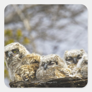 Four Great Horned Owl (Bubo Virginianus) Chicks Square Sticker