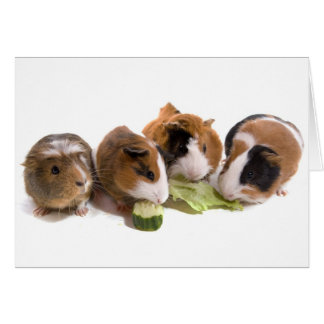 four guinea pigs who eat,