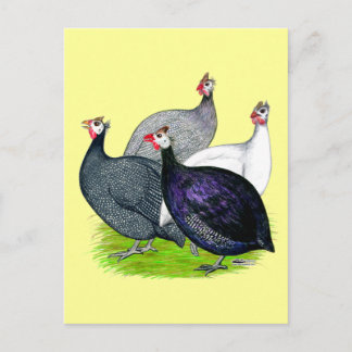 Four Guineas Postcard