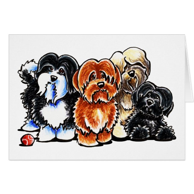 Four Havanese (Front Horizontal)