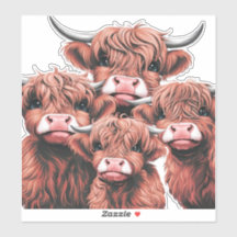 Four Highland Cows Staring