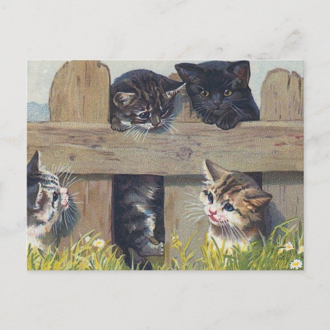 Four Kittens Playing Vintage Illustration Postcard (Front)