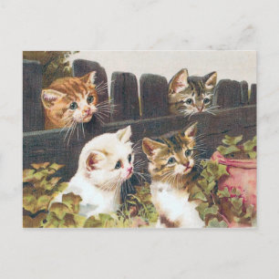 "Four Kittens" Vintage Postcard