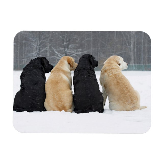 Four Labrador Dogs In Snow Magnet (Horizontal)
