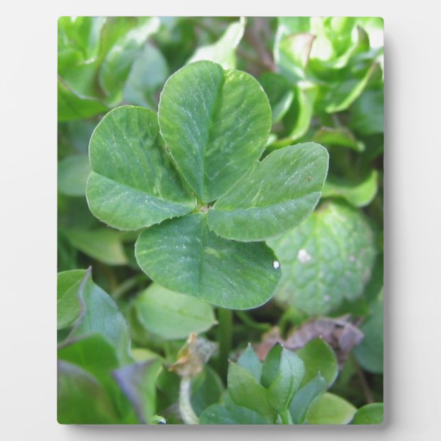 Four Leaf Clover Plaque (Front)
