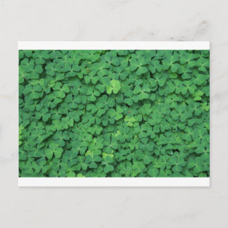 Four Leaf Clover Postcard