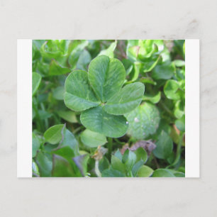 Four Leaf Clover Postcard