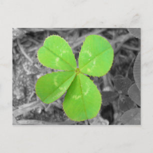 Four Leaf Clover Postcard - Black & White & Green