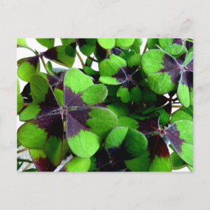 Four Leaf Clover Shamrock St. Patrick’s Lucky Postcard