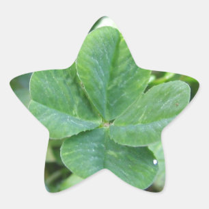 Four Leaf Clover Star Sticker