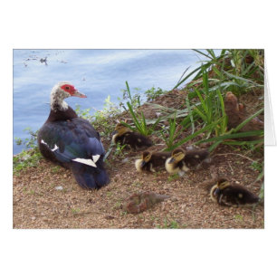 Four lil' ducklings