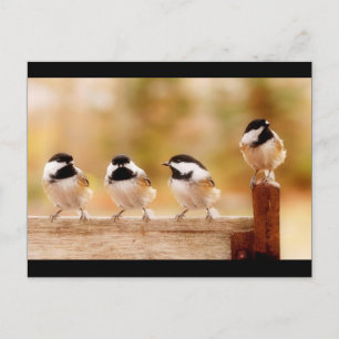 Four little chickadees postcard
