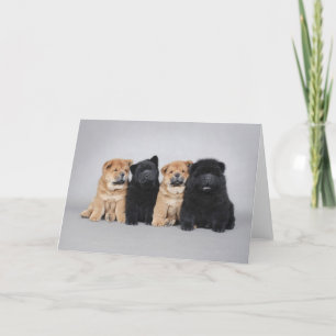 Four little Chow chow puppies Card