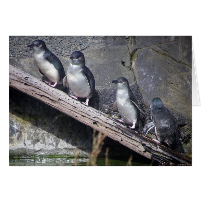 Four Little Penguins (Front Horizontal)