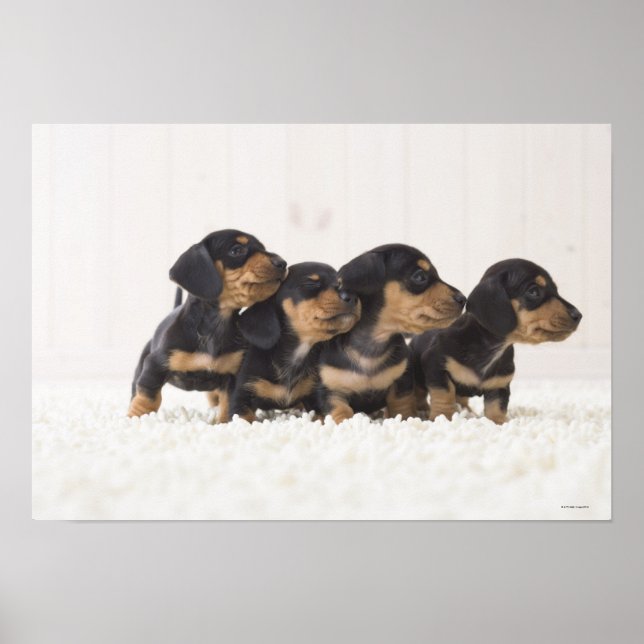 Four Mini Dachshund Poster (Front)