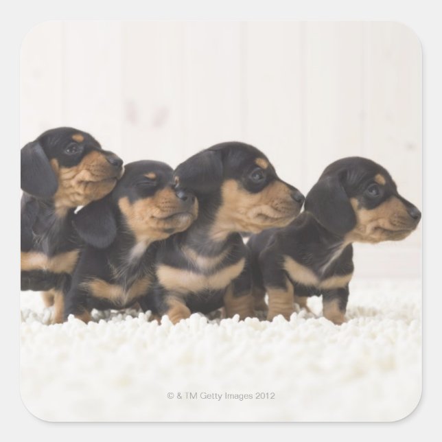 Four Mini Dachshund Square Sticker (Front)