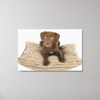 Four-Month-Old Chocolate Lab Puppy on Pillow Canvas Print