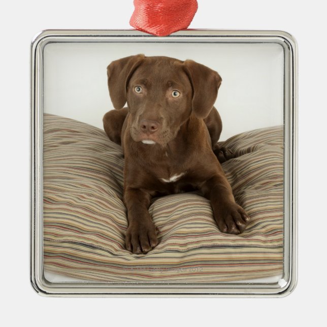 Four-Month-Old Chocolate Lab Puppy on Pillow Metal Tree Decoration (Front)