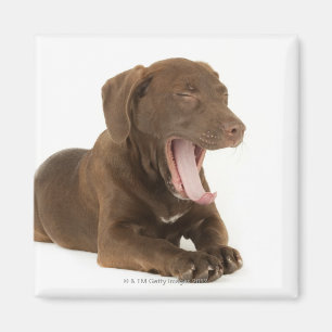 Four-Month-Old Chocolate Lab Puppy Yawning Magnet