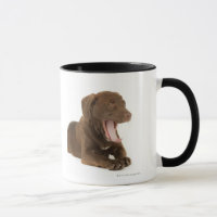 Four-Month-Old Chocolate Lab Puppy Yawning