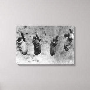 Four one-day-old ducklings pegged out of harm's canvas print