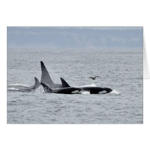 Four Orca Whales Swimming Together