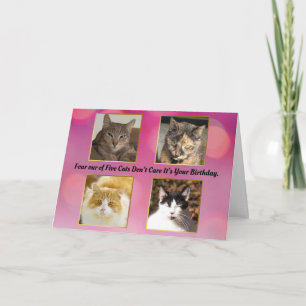 Four out of Five Cats Don't Care Birthday Card
