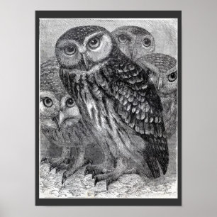 Four Owls Vintage Black and White Poster