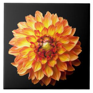 Four Queens Dahlia Flower Tile
