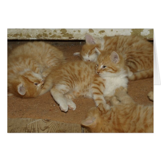 Four Red Tabbies (Front Horizontal)