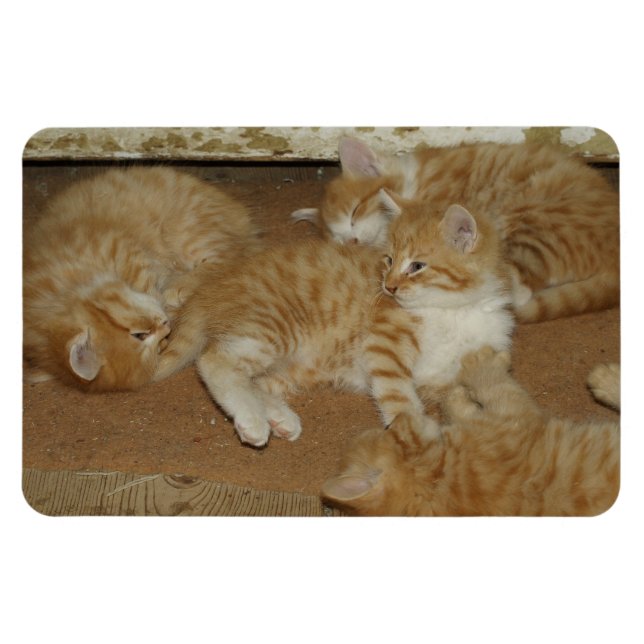 Four Red Tabbies Magnet (Horizontal)