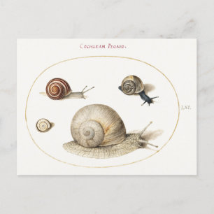 Four Snails Illustration Postcard