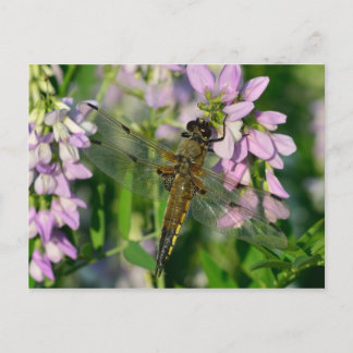 Four-spotted Chaser Dragonfly Postcard