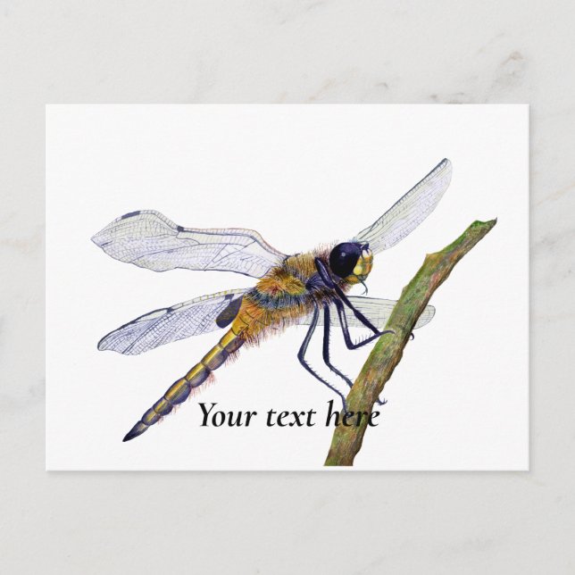 Four-Spotted Chaser Dragonfly Watercolor Postcard (Front)