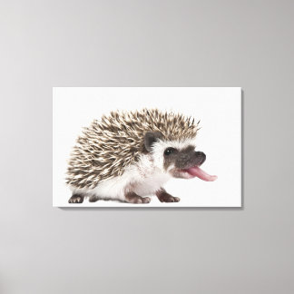 Four-toed Hedgehog - Atelerix albiventris Canvas Print